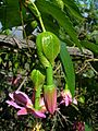 Starr 050817-3818 Passiflora tarminiana