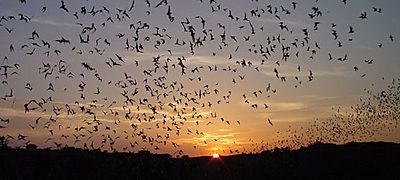 Murciélagos guaneros en su larga migración aérea