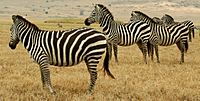 Archivo:Tanzanian Animals
