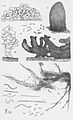 Thaxter-Myxobacteria-3