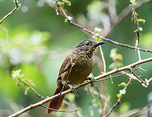 Archivo:Thripadectes melanorhynchus - Black-billed Treehunter