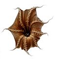 Vampyroteuthis infernalis arms