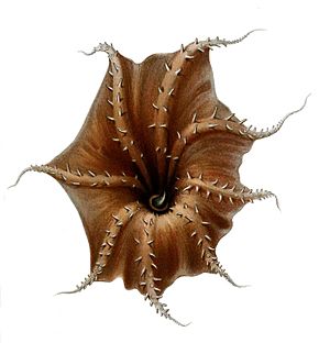 Archivo:Vampyroteuthis infernalis arms