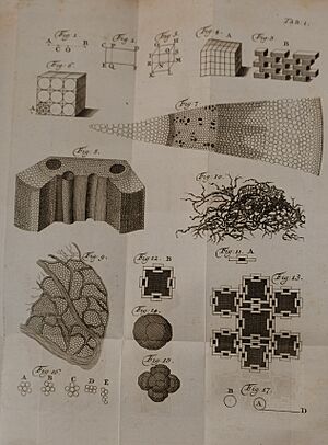 Archivo:Van Musschenbroek-7