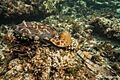 Western Wobbegong in Coral Bay, Western Australia