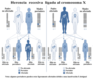Archivo:X-Linked Recessive -es