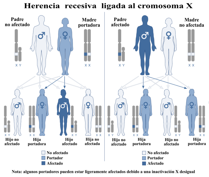 X-Linked Recessive -es