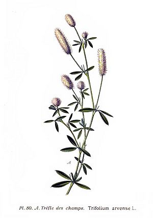 Archivo:80 Trifolium arvense L