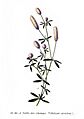 80 Trifolium arvense L