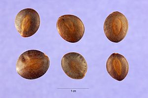 Archivo:Acacia greggii seeds