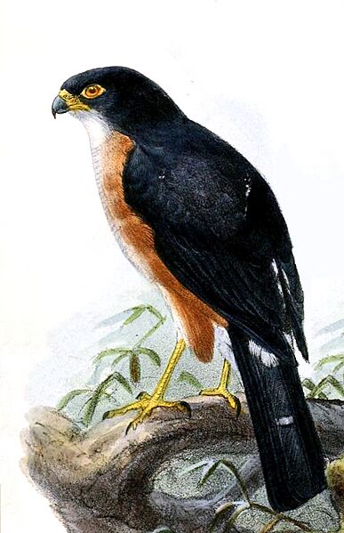 Accipiter erythropus erythropus Keulemans