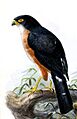 Accipiter erythropus erythropus Keulemans