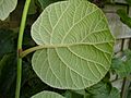 Actinidia deliciosa4 R