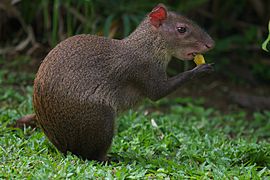 Agouti chewing