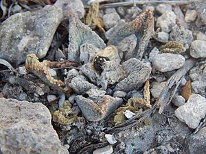 Archivo:Ariocarpus bravoanus bravoanus