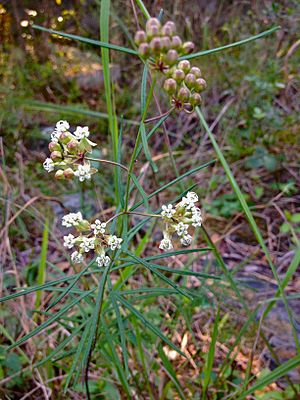 Archivo:Asclepias verticillata - Whorled milkweed