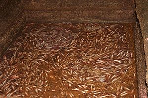Archivo:Bagoong