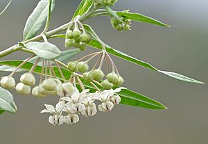 Archivo:Balloon Cottonbush (Gomphocarpus physocarpus) flowers (31439240964)