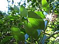 Beilschmiedia berteroana
