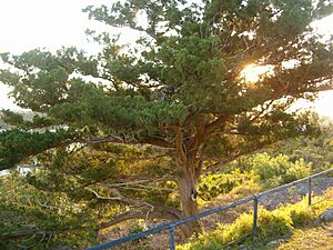 Archivo:Bermuda Cedar at Scaur Hill Fort