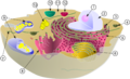 Biological cell