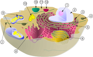 Biological cell.svg