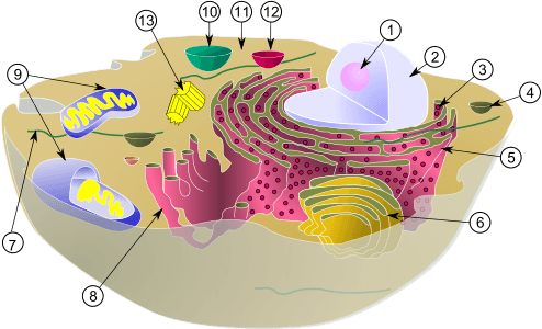 Biological cell