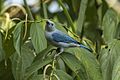 Blue-gray Tanager - Talari Lodge - Costa Rica MG 7585 (26678132685)