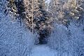 Boreal forest in Finland