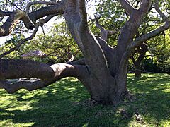 Bursera simaruba in De Soto National Memorial