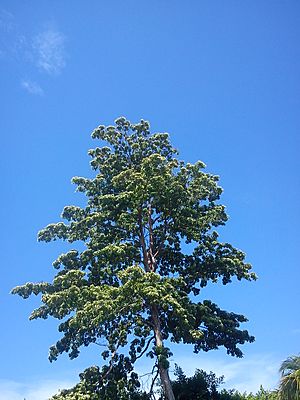 Archivo:Calycophyllum candidissimum in Managua