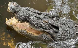Cassius The Salt-Water Crocodile.png