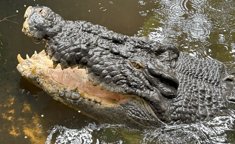 Cassius The Salt-Water Crocodile