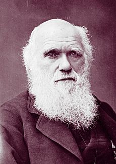 Archivo:Charles Darwin photograph by Herbert Rose Barraud, 1881 2