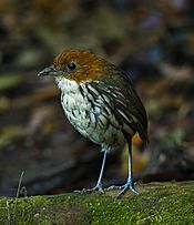 Archivo:Chestnut-crowned Antpitta - Colombia