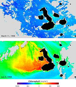 Archivo:Chlorophyll concentration off the Galapagos archipelago during El Niño and La Niña