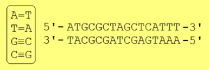 Archivo:Complementarity (DNA)