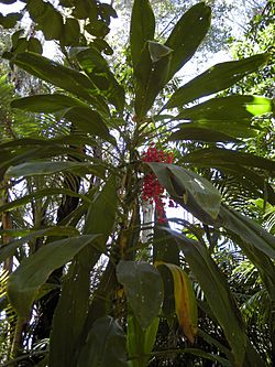 Cordyline fruticosa plant with fruit.jpg