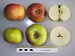 Cross section of Hawthornden, National Fruit Collection (acc. 1999-078).jpg