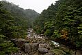 Cryptomeria japonica Tsuga sieboldii Yakushima