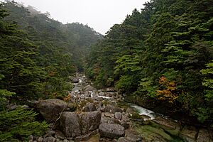 Archivo:Cryptomeria japonica Tsuga sieboldii Yakushima