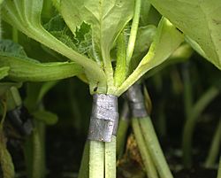 Archivo:Cucumis melo grafted onto Cucurbita ficifolia root
