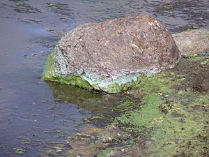 Archivo:Cyanobacterial Scum