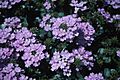 Dichondra Silver Falls