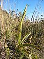 Dichromanthus michuacanus 3