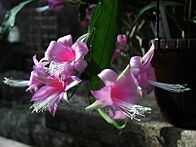Disocactus nelsonii 2.jpg