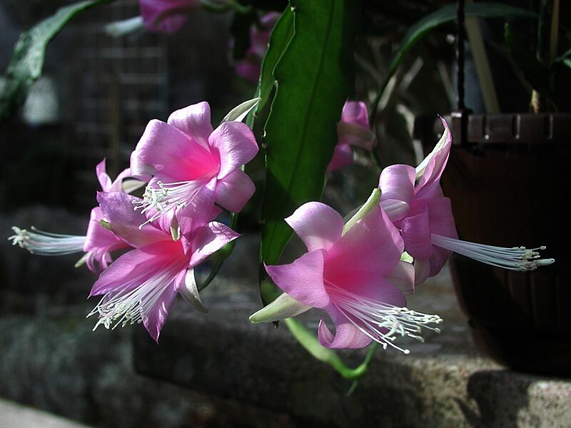 Disocactus nelsonii 2