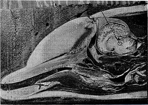 Archivo:Dolphin head bisected