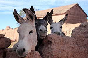 Archivo:Donkeys posing