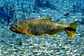 Dourado(Salminus brasiliensis)emBonito